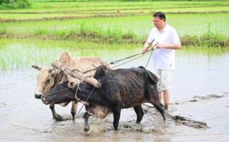 हुडकिया बोल के साथ सीएम धामी ने की अपने खेतों में रोपाई 
