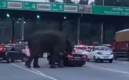 लच्छीवाला टोल प्लाजा पर पहुंचे गजराज