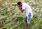 उत्तराखंड में बारिश-ओलावृष्टि से किसानों को बड़ा नुकसान, 8,372 हेक्टेयर से ज्यादा खरीफ फसल प्रभावित; मुआवजे का भरोसा