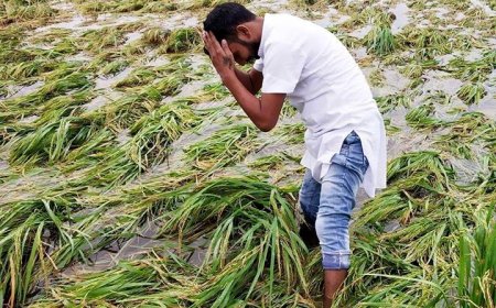 उत्तराखंड में बारिश-ओलावृष्टि से किसानों को बड़ा नुकसान, 8,372 हेक्टेयर से ज्यादा खरीफ फसल प्रभावित; मुआवजे का भरोसा